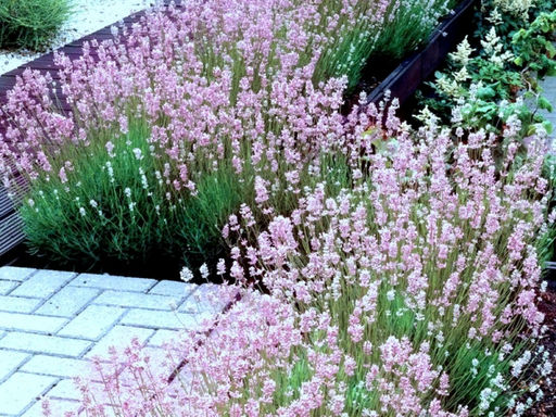 Лаванда узколистная розовая - Долина роз фото 2