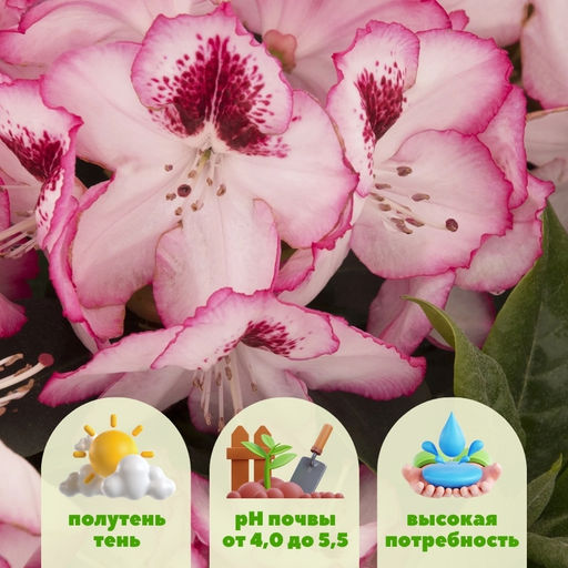 Рододендрон Черри Чизкейк