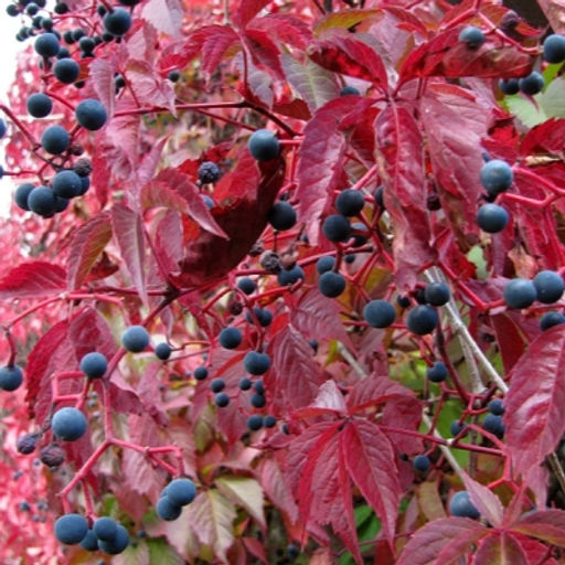 Виноград девичий 3 года ЗКС тара 2л высота 30-80см. - Наша дача фото 3