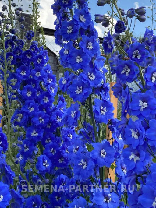 Дельфиниум Кобальт Дримс - Партнер фото 5