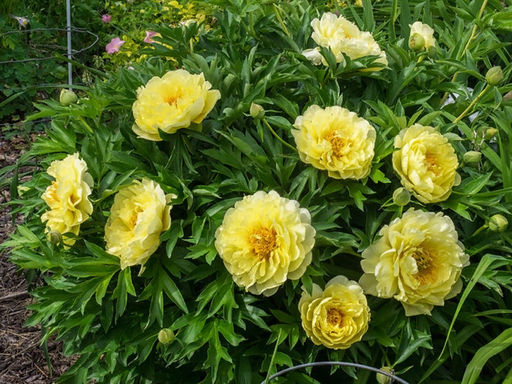 Пион Bartzella (Барцелла) - Долина роз фото 5