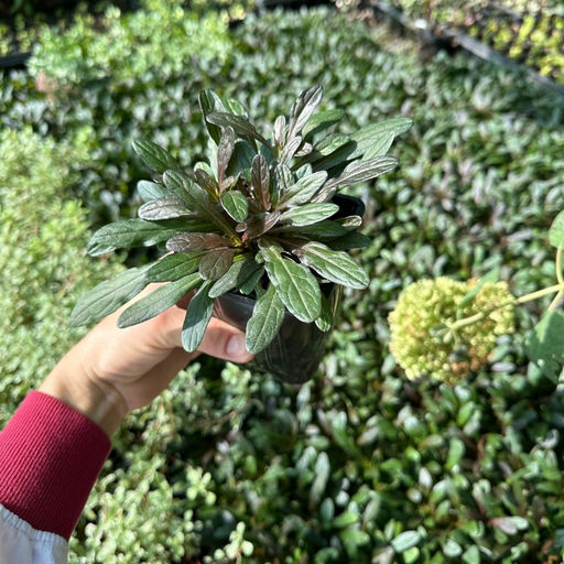 Живучка ползучая Чоклейт Чипс