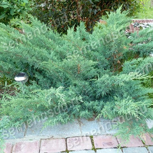 Можжевельник казацкий Глаука (С2)