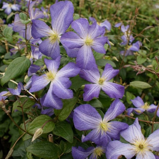 Клематис Дженни - Долина роз фото 3