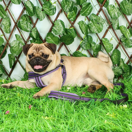 Комплект амуниции светоотражающий с мягкими шлейкой и ручкой, поводок 120 х 2 см, ОШ 25-72 см, фиол - Пижон фото 8