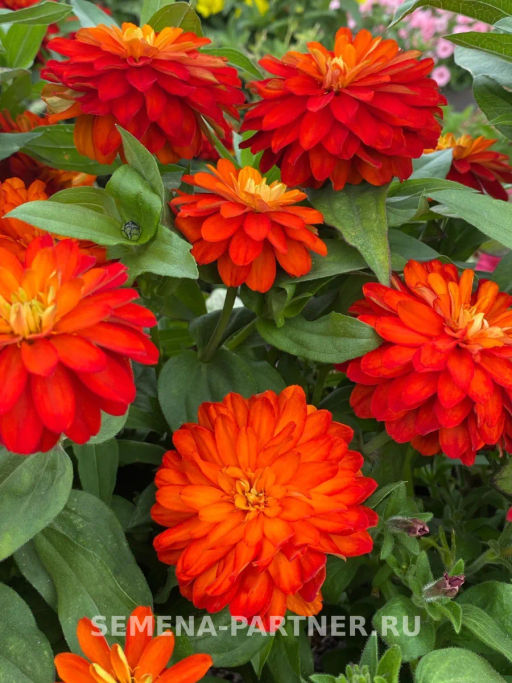 Цинния махровая Барышня-крестьянка Рябиновая Пастила - Партнер фото 7