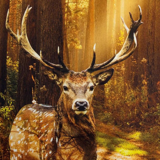 Полотенце Этель Лес, 4067 см, хлопок 100 %, саржа, 190 г/м фото 3