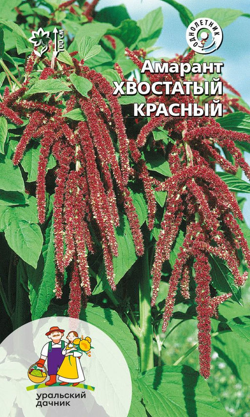 Амарант ХВОСТАТЫЙ КРАСНЫЙ