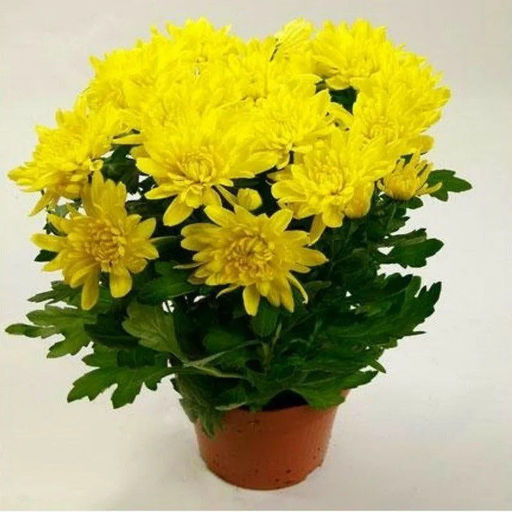 Хризантема комнатная желтая - 1000корней фото 2