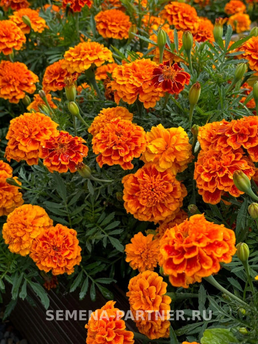 Бархатцы отклоненные Бонанза Флэйм - Партнер фото 4