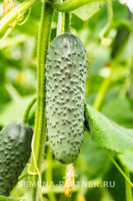 Огурец партенокарпический Бьерн - Партнер фото 3