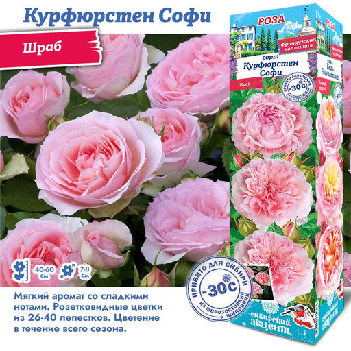 Роза Курфюрстен Софи (Шраб) 1шт