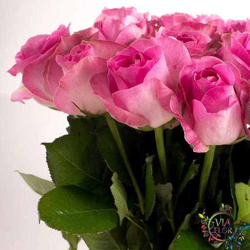 КЕНДИ АВАЛАНЖ