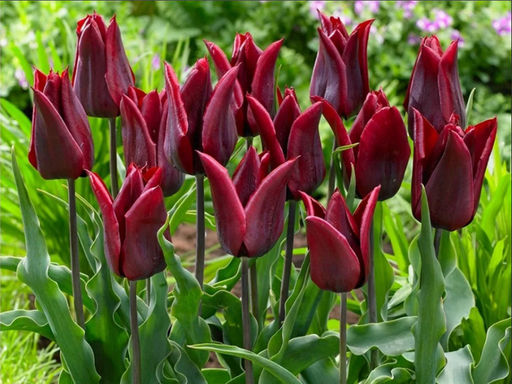 Тюльпан Lasting Love (Ластинг Лав) - Долина роз фото 2