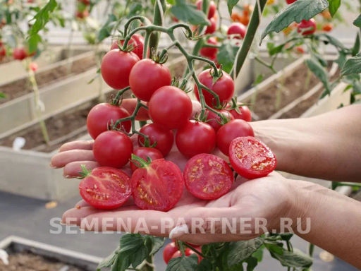 Томат Визажист - Партнер фото 4