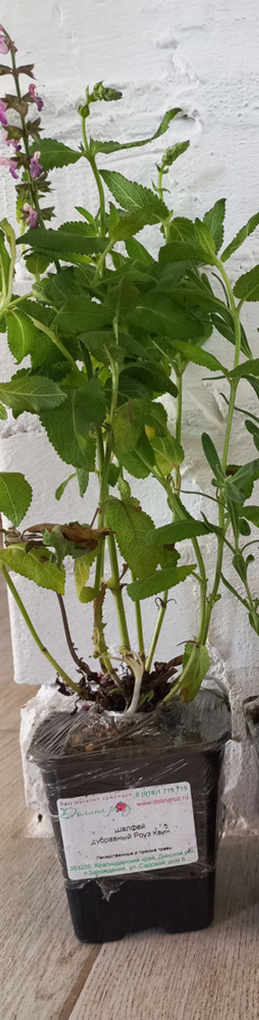 Шалфей дубравный Роуз Квин