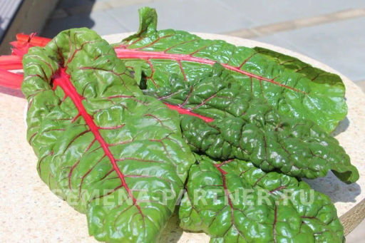 Мангольд Красный - Партнер фото 3