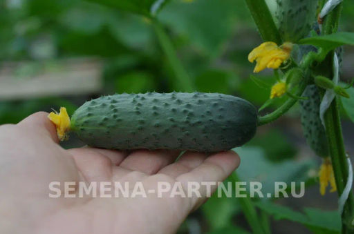 Огурец партенокарпический Антисипатор - Партнер фото 7