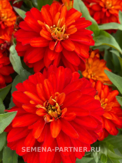 Цинния махровая Барышня-крестьянка Рябиновая Пастила - Партнер фото 4