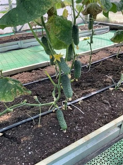 Огурец Директор F1 5шт. (Семко)  фото 2