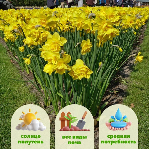 Нарцисс Голден Делишез - Долина роз фото 2