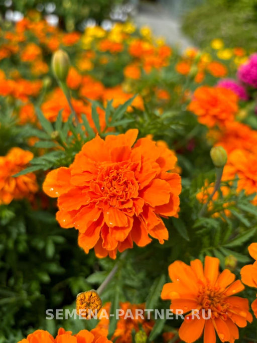 Бархатцы отклоненные Чиаро Танжерине - Партнер фото 3