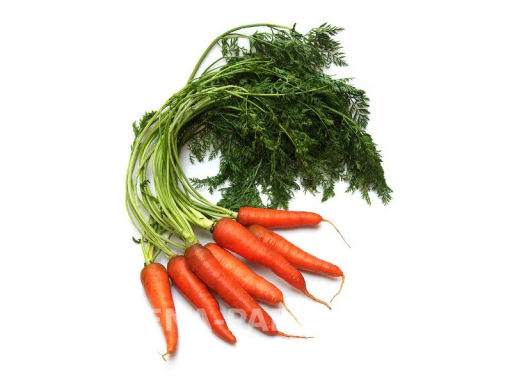 Морковь Боливар - Партнер фото 2