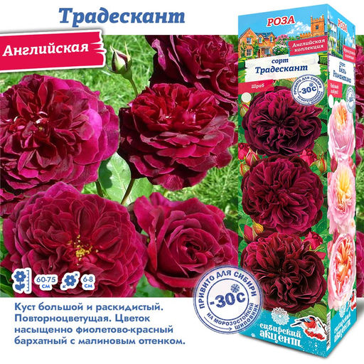 Роза Традескант (Английская) 1шт