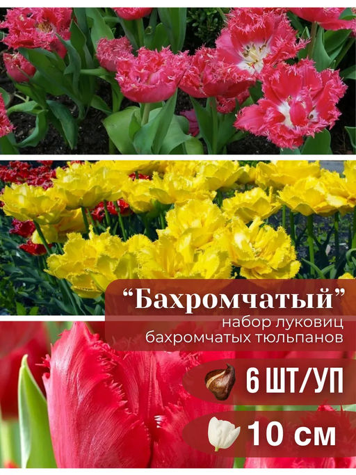 Тюльпаны бахромчатые микс 6 шт