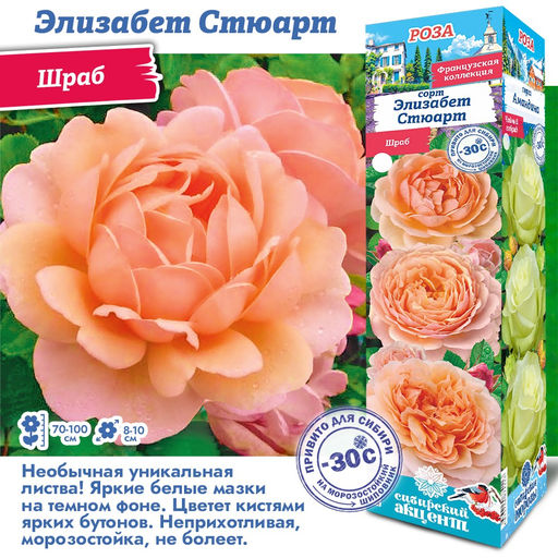 Роза Элизабет Стюарт (Шраб) 1шт