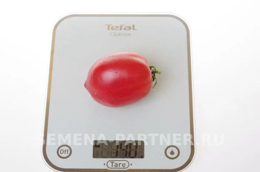 Томат Синдбад - Партнер фото 7