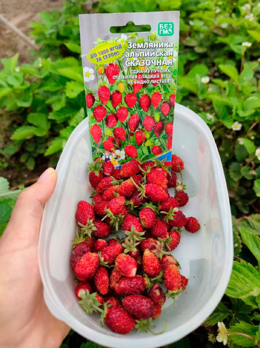 Земляника СКАЗОЧНАЯ Ремонтантная, невероятно сладкая, до 1000 ягод за сезон! - Уральский дачник фото 3