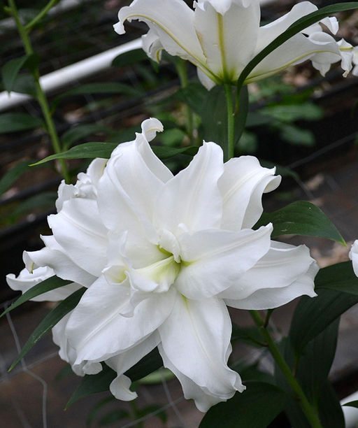 ЛИЛИЯ Роузлили Анжела Разбор 12/14 Кол-во упак., шт 5