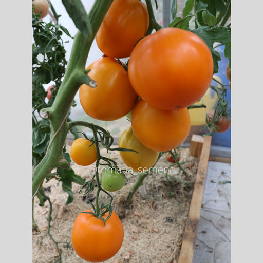 Персона - Tomatia фото 2