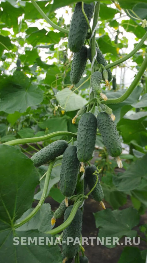 Огурец партенокарпический Платоша - Партнер фото 4