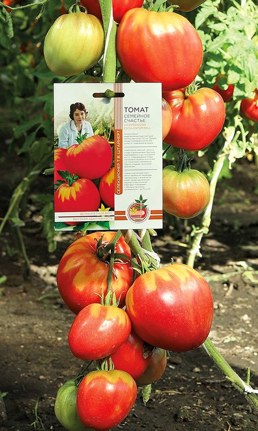 Томат СЕМЕЙНОЕ СЧАСТЬЕ коллекция Татьяны Штайнерт Авторская селекция - Уральский дачник фото 5