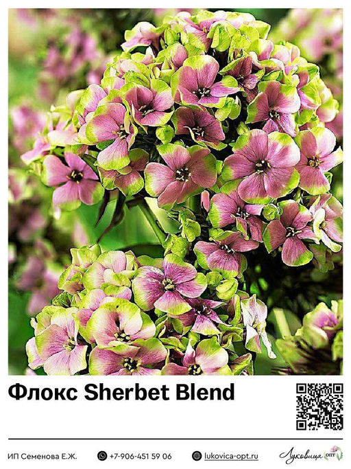 Флокс Sherbet Blend (Метельчатый)