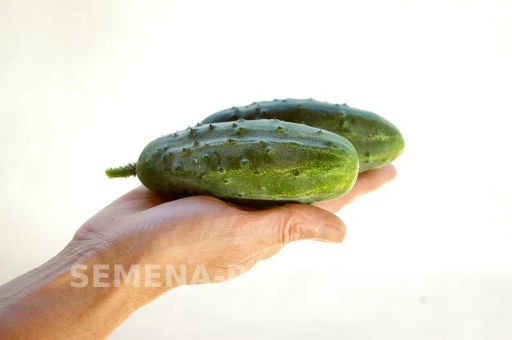 Огурец пчелоопыляемый Родничок - Партнер фото 6