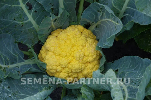 Капуста цветная Флейм Стар (желто-оранжевый) - Партнер фото 2
