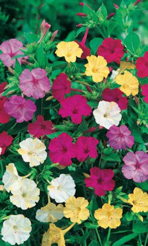 Мирабилис НОЧНАЯ КРАСАВИЦА Божественный аромат в вечерние часы наполнят ваш сад!