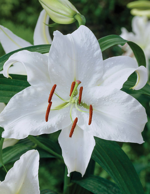 ЛИЛИЯ Касабланка Разбор 12/14 Кол-во упак., шт 5