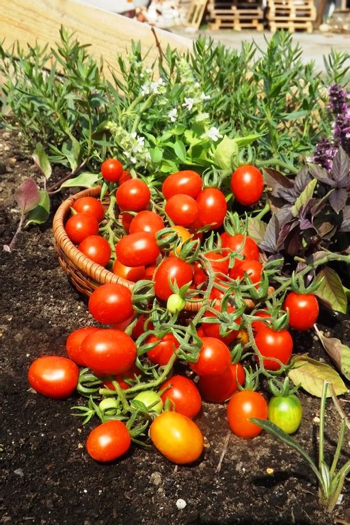 Томат МЕДОВЫЙ МИЛЛИОН Невероятно ранний черри сорт! Созревает целыми кистями! Уникальные вкусовые качества! - Уральский дачник фото 9