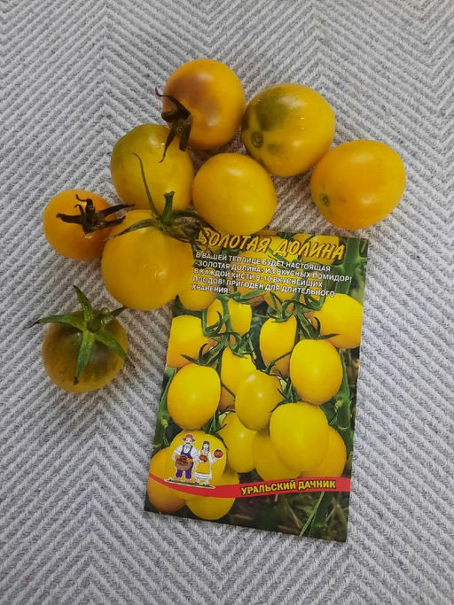 Томат ЗОЛОТАЯ ДОЛИНА  В вашей теплице будет настоящая золотая долина из вкусных помидор! В каждой кисти по 10 плодов! Пригоден для хранения! - Уральский дачник фото 2