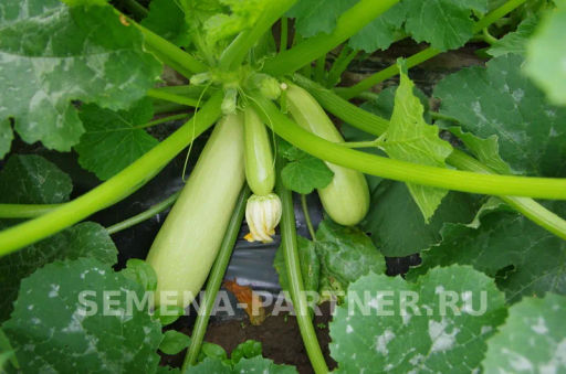 Кабачок Кавили - Партнер фото 5