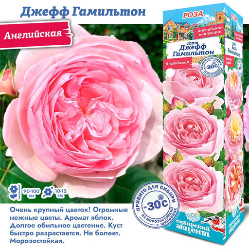 Роза Джефф Гамильтон (Английская) 1шт