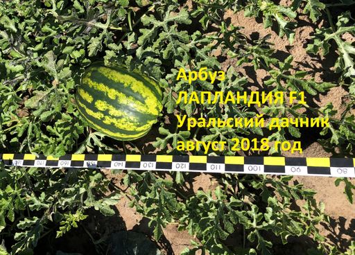 Арбуз ЛАПЛАНДИЯ F1 - Уральский дачник фото 2