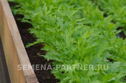 Капуста японская Русалочка - Партнер фото 2