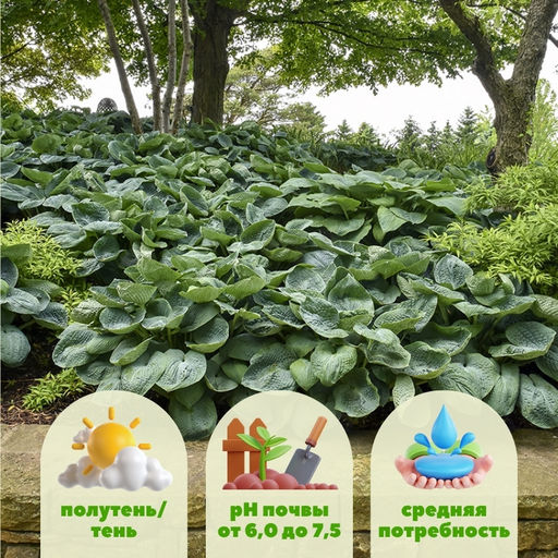 Хоста Биг Дадди - Долина роз фото 2