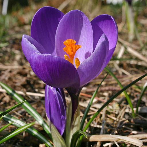 Крокус Флауэр Рекорд Flower Record 10 шт.