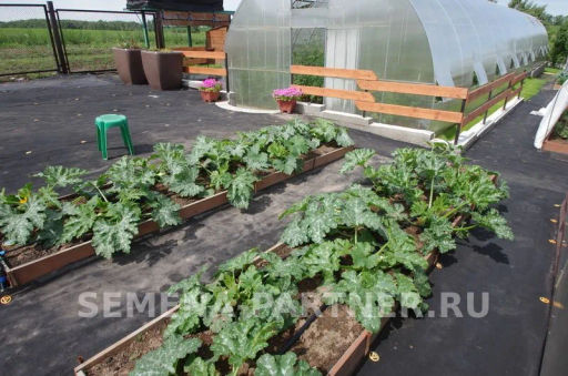 Кабачок цукини Нефрит - Партнер фото 4